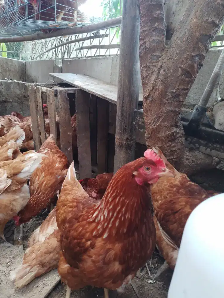 Ayam petelur siap produksi