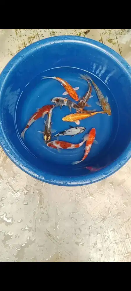 Koi mix 10 ekor
