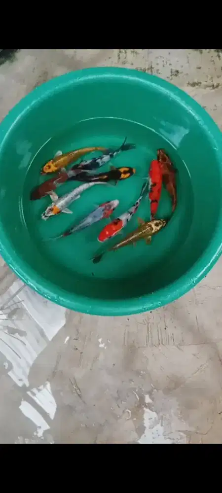 Koi mix 10 ekor