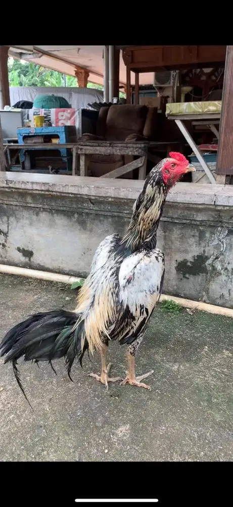 Ayam bangkok pamangon