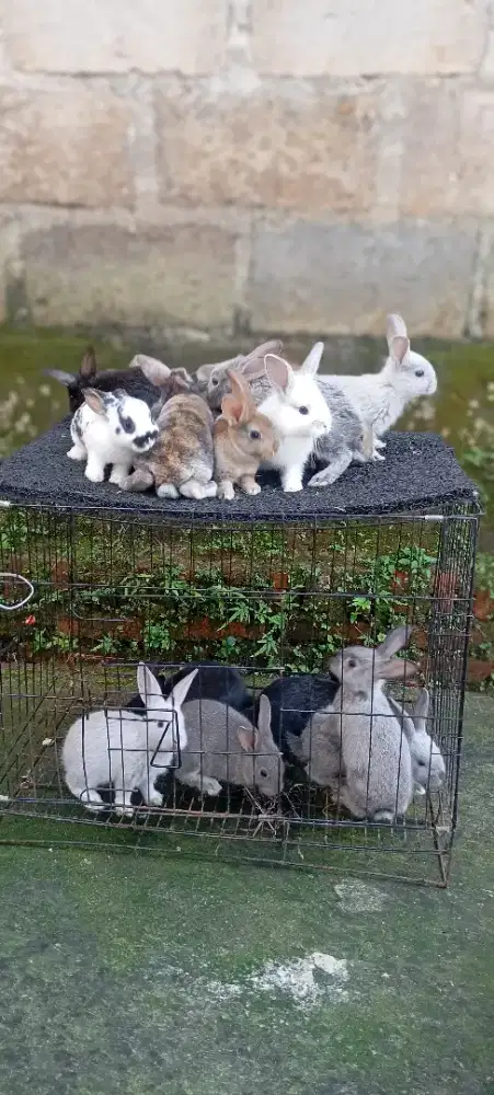 Anakan Sapihan Kelinci