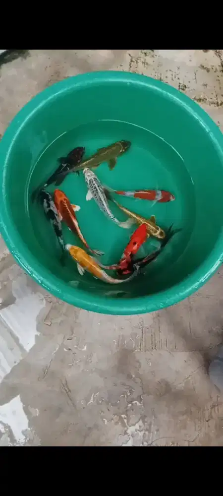 Koi mix 10 ekor