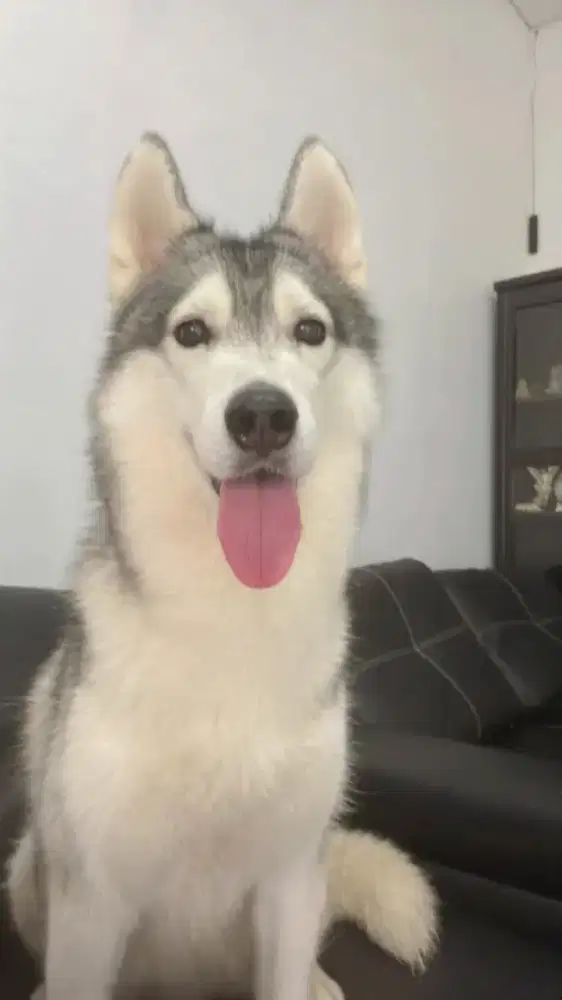 Husky betina semi hibah 700rb