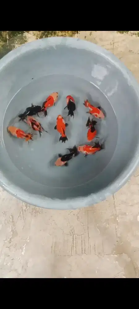 Koki Panda & Tricolor