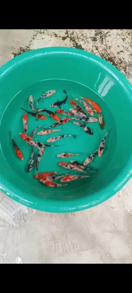 Koi mix 30 ekor
