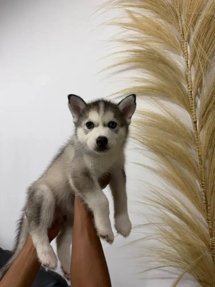 Husky puppy borongan