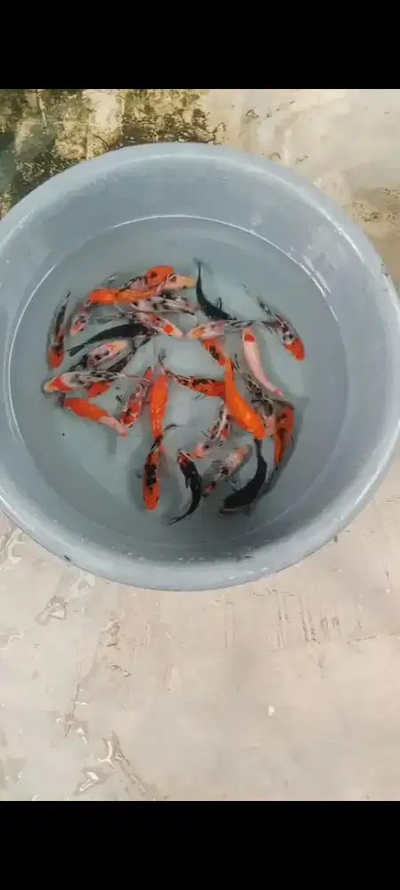 Koi mix 30 ekor