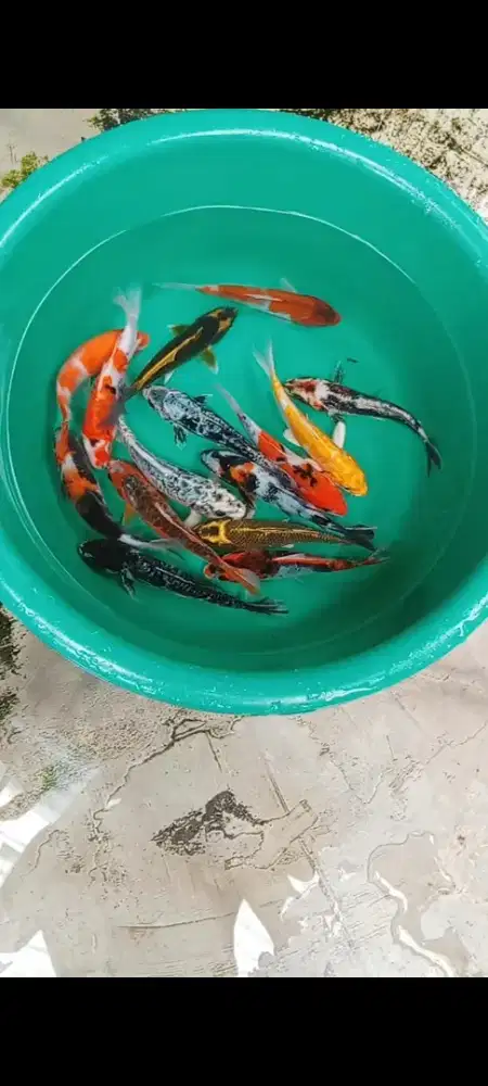 Koi mix 15 ekor