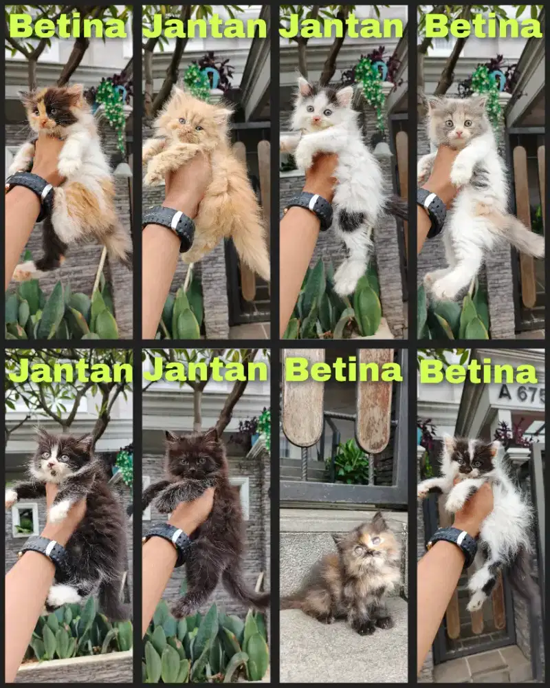 Kitten persia Longhair lucu lucu