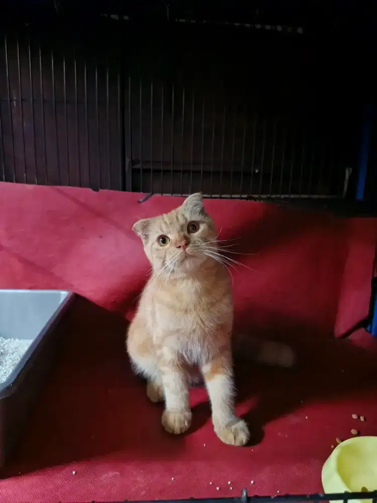 Scottish double fold Shorthair