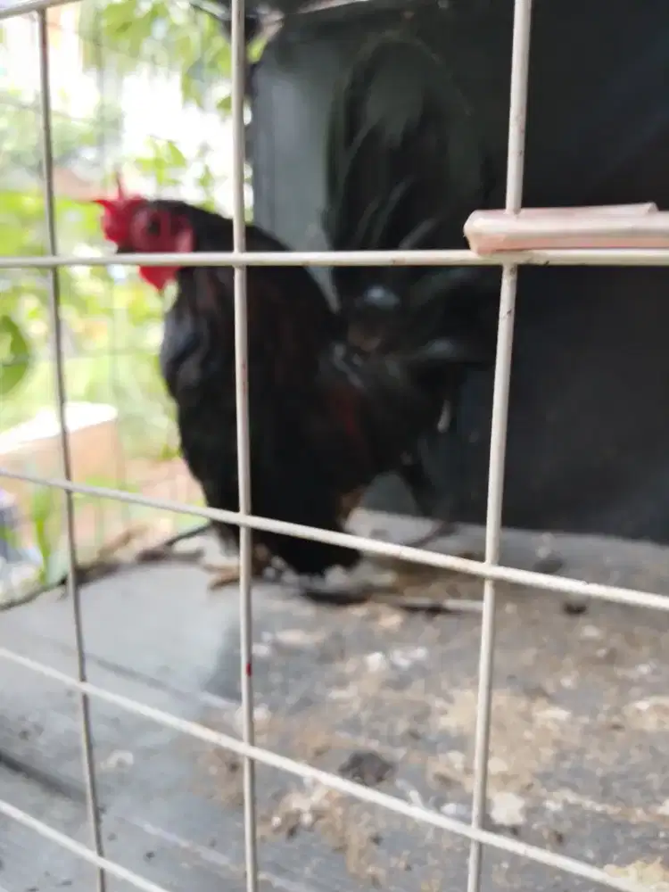 Di jual ayam Kate warna hitam