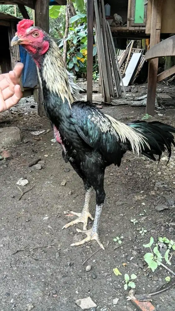 Ayam bangkok pamangon