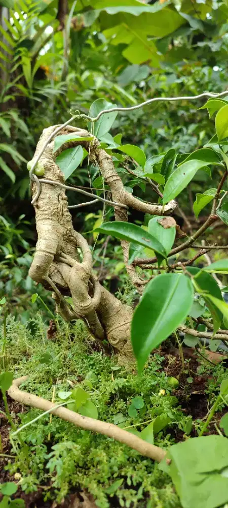Bahan bonsai beringin Benjamin