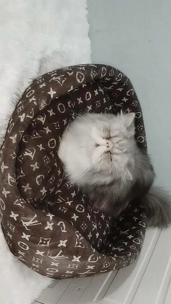 kucing persia indukan