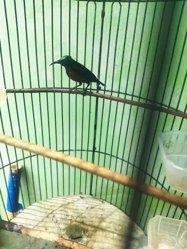 Kolibri ninja / konin dada coklat (dacok)+fulset