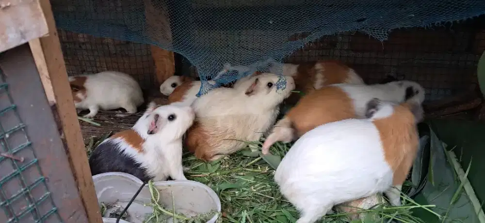 Dijual Marmut Helvetia