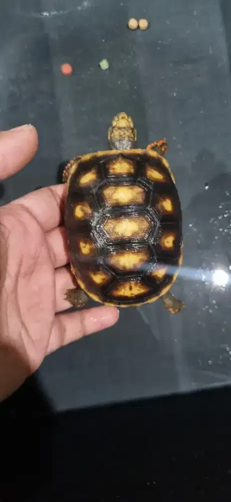 Redfoot Red foot 7.8cm SCL tortoise kura darat bukan sulcata 7.8cm SCL