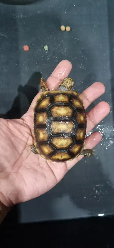 Redfoot Red Foot Ukuran 7.4cm SCL Tprtoise bukan sulcata pardalis