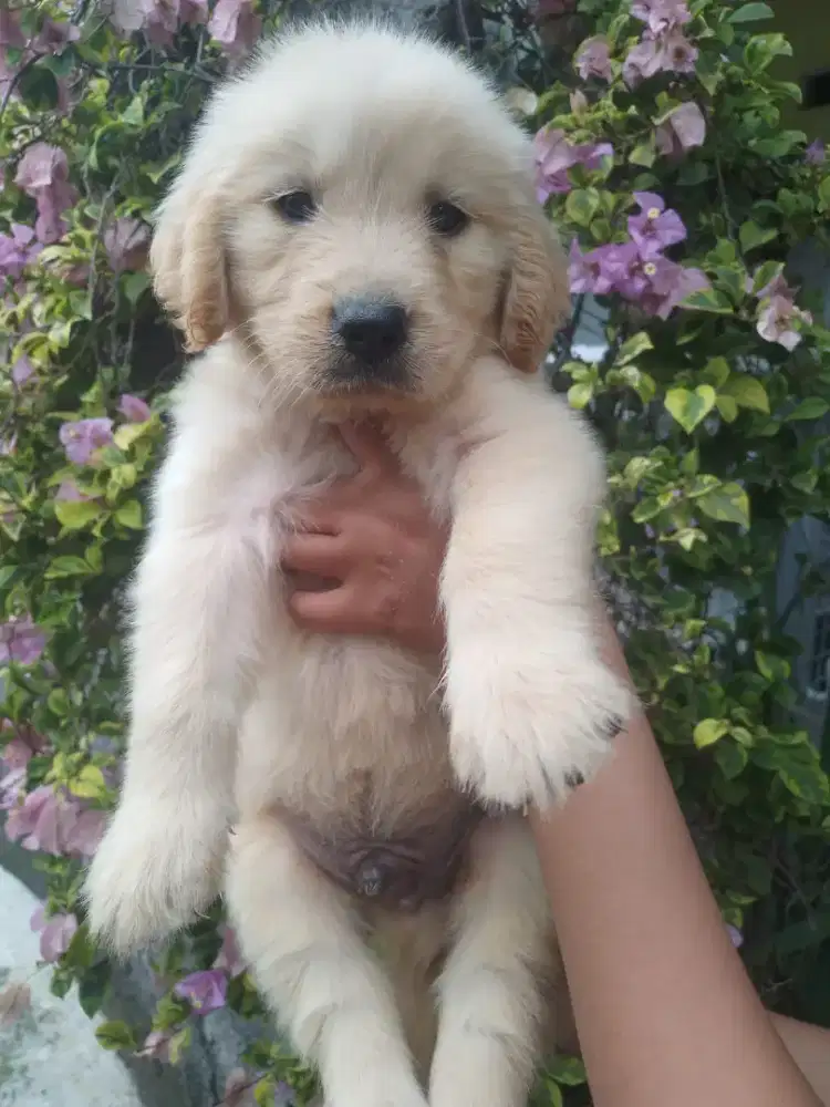 GOLDEN RETRIEVER JANTAN BETINA
