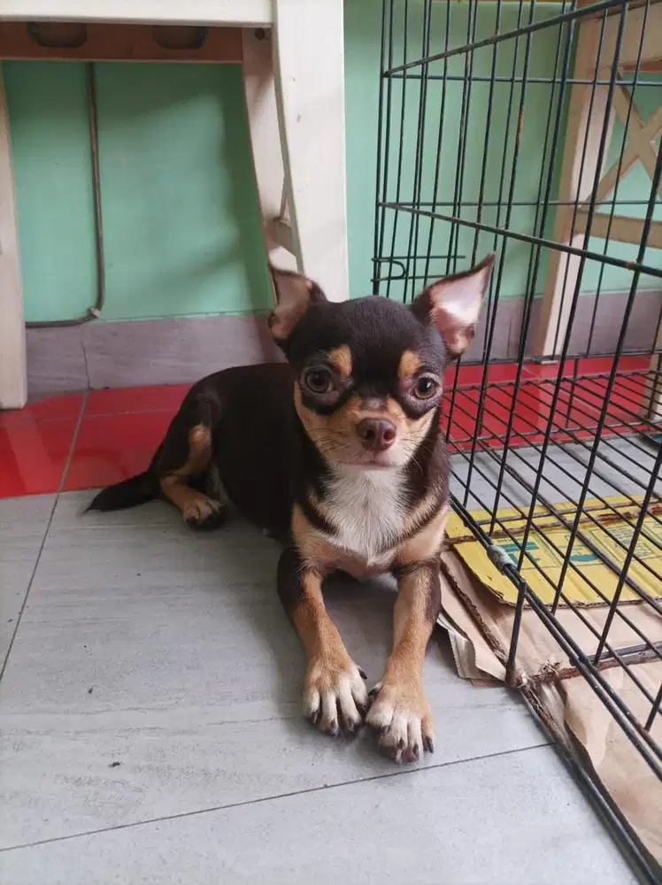 Anjing cihuahua betina dewasa