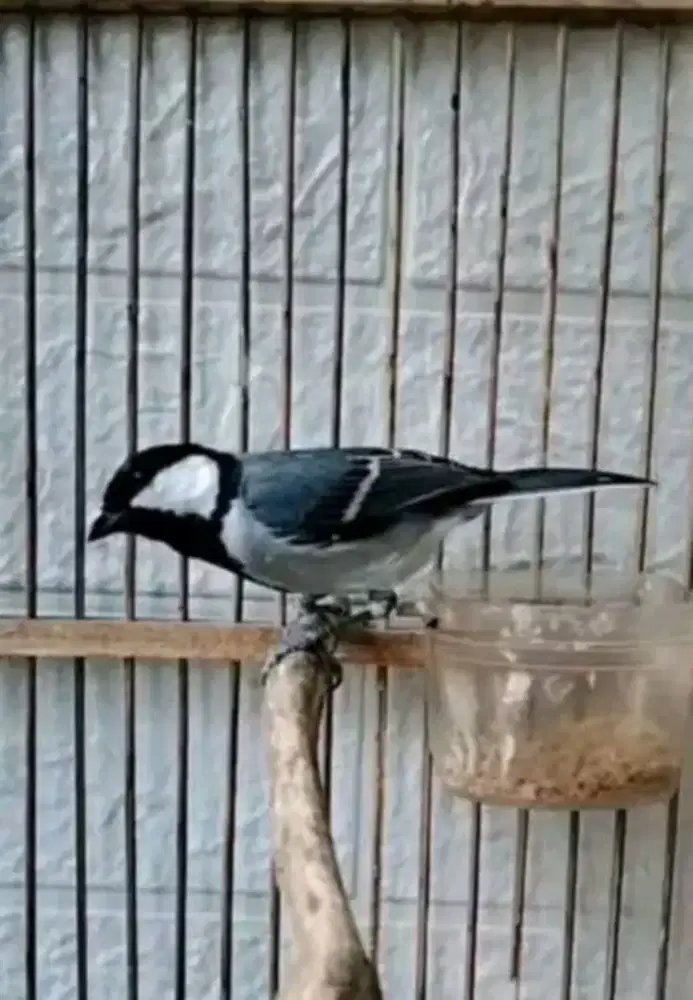 Glatik baru Jawa jantan