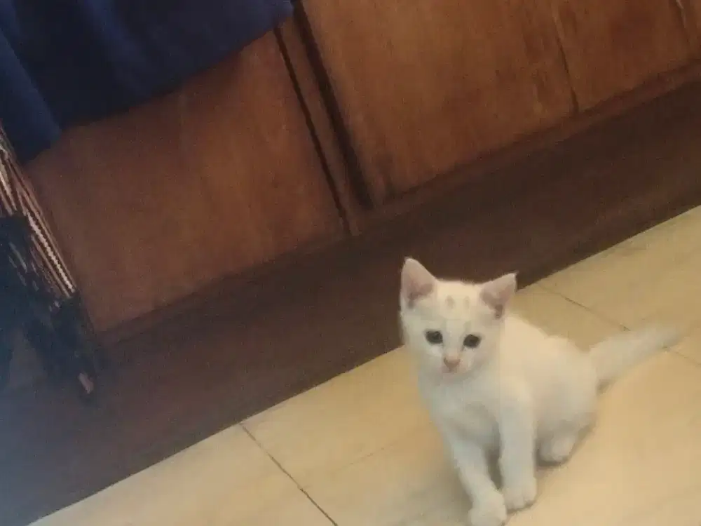 Majikan langsung cari ART