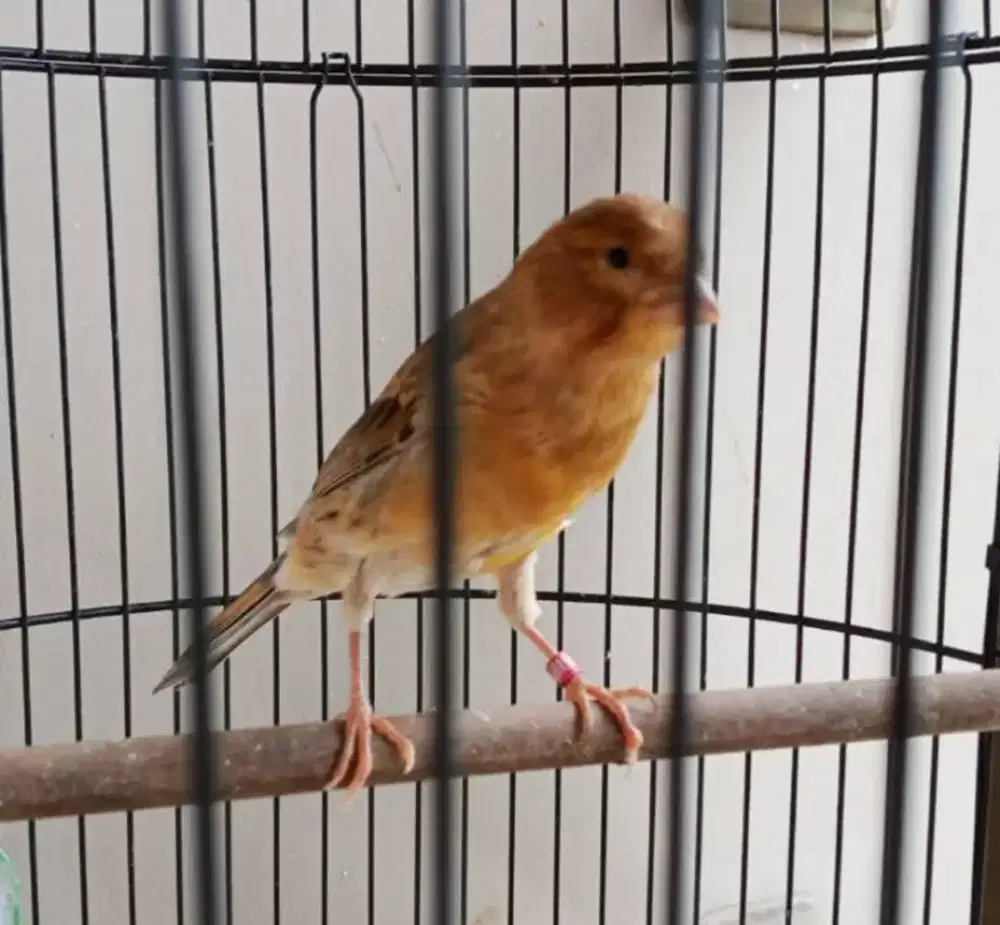 Kenari AF Paud Ngeriwik