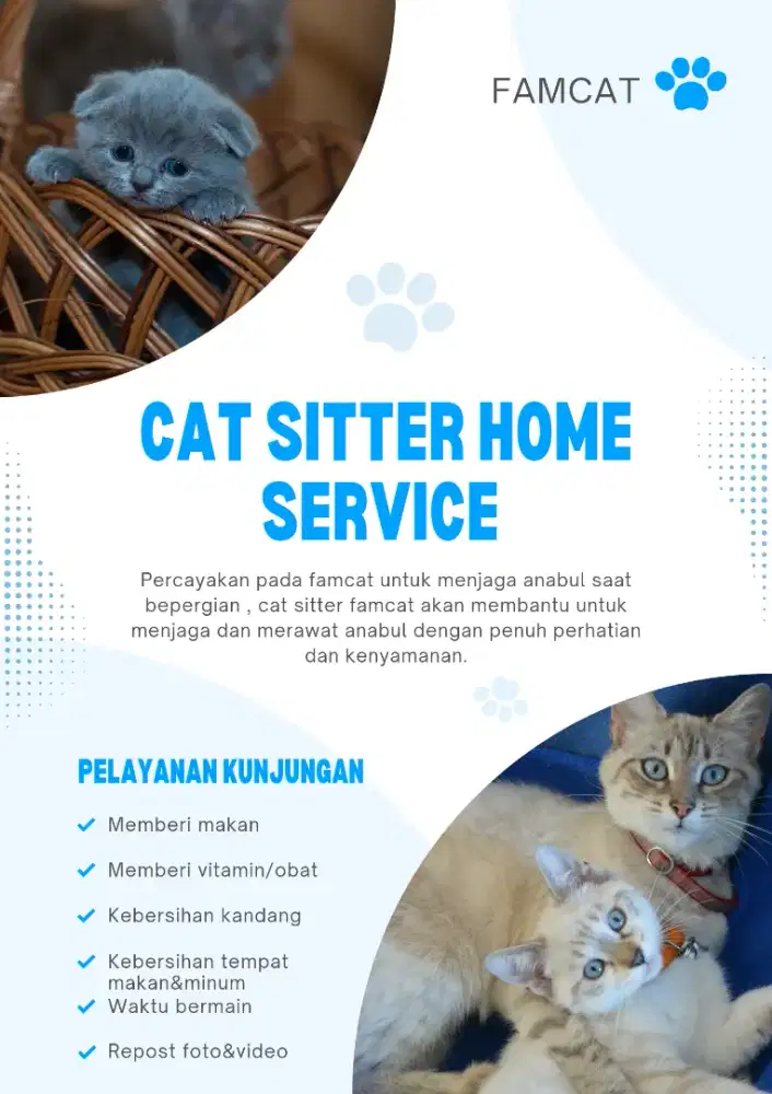 Cat sitter || perawat kucing panggilan