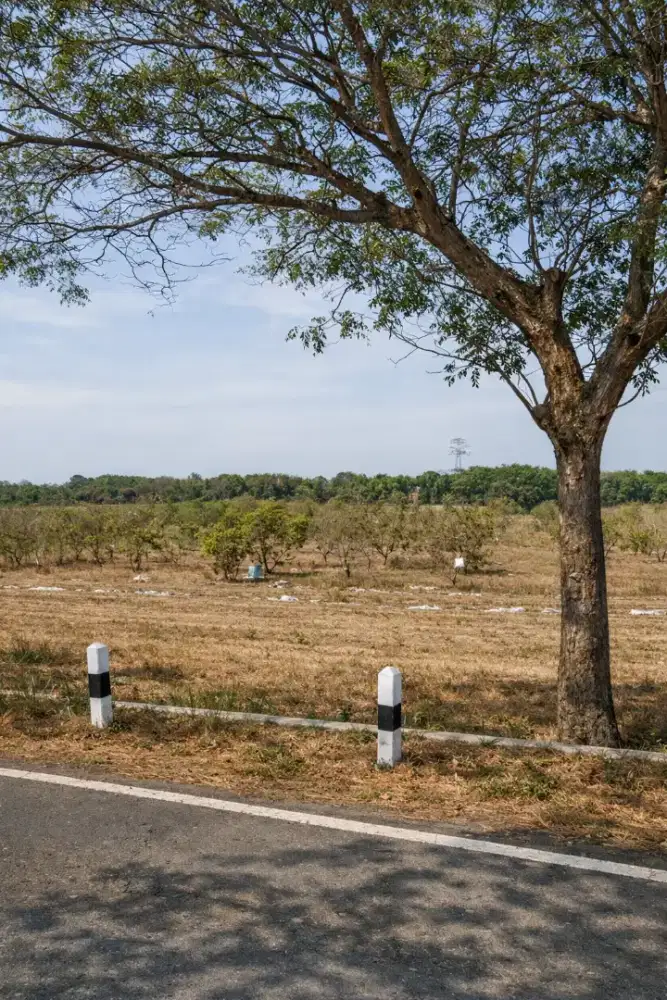 DIJUAL TANAH STRATEGIS PINGGIR JALAN DAENDELS – PURWOREJO