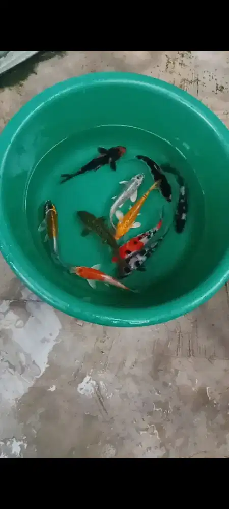 Koi mix size 15 cm