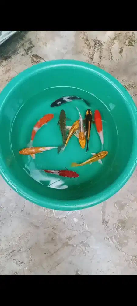 Koi mix 10 ekor