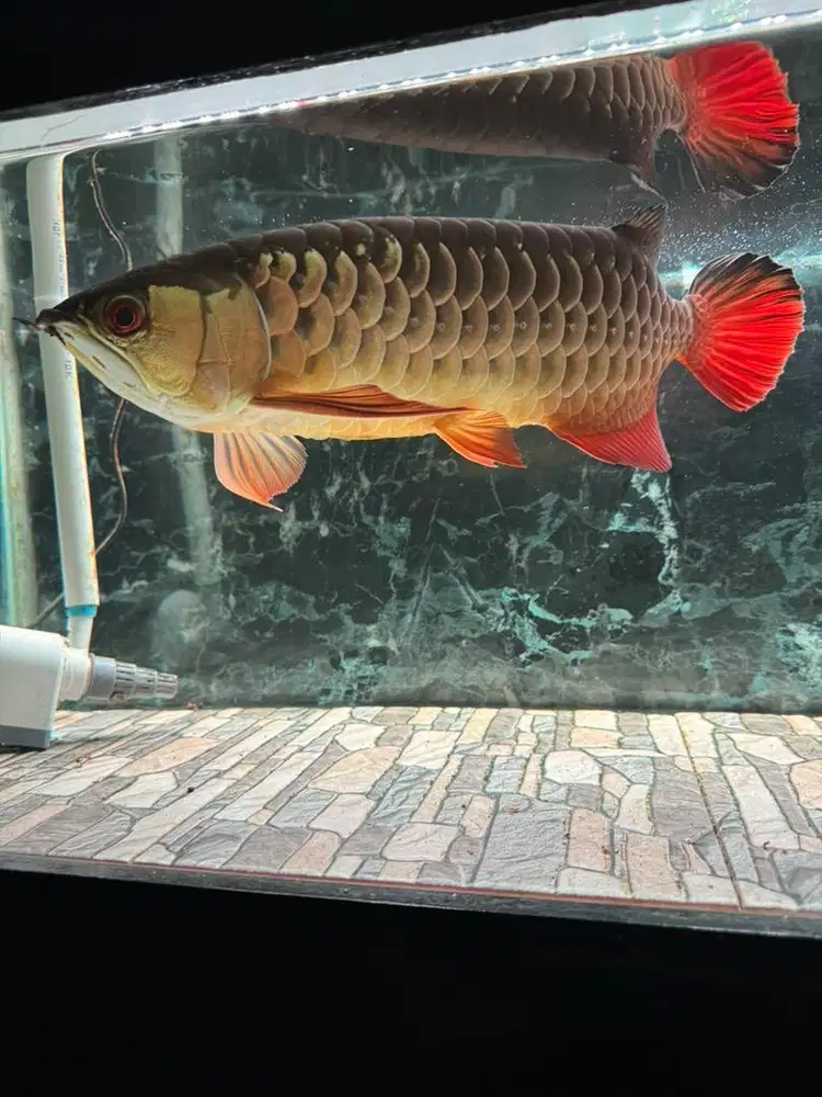 Ikan arwana golden red