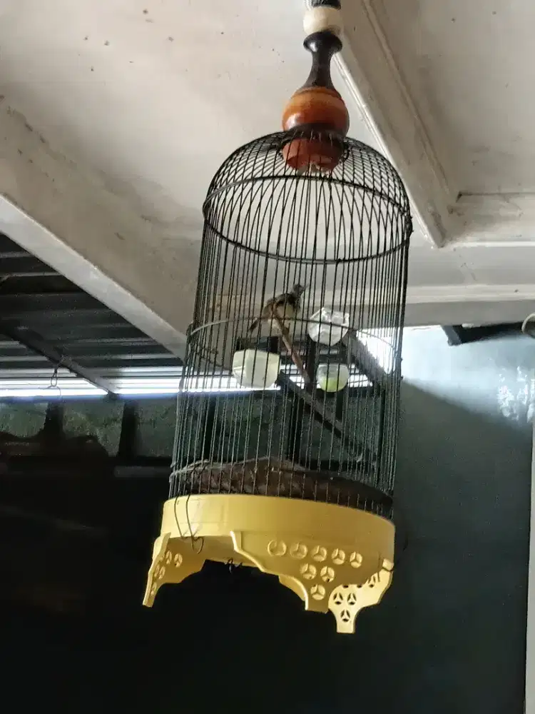 Konin komplit sangkar