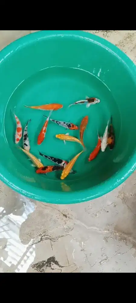 Koi mix 15 ekor