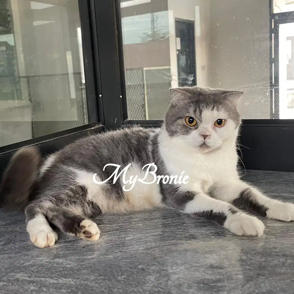 Kucing scottish fold indukan ped