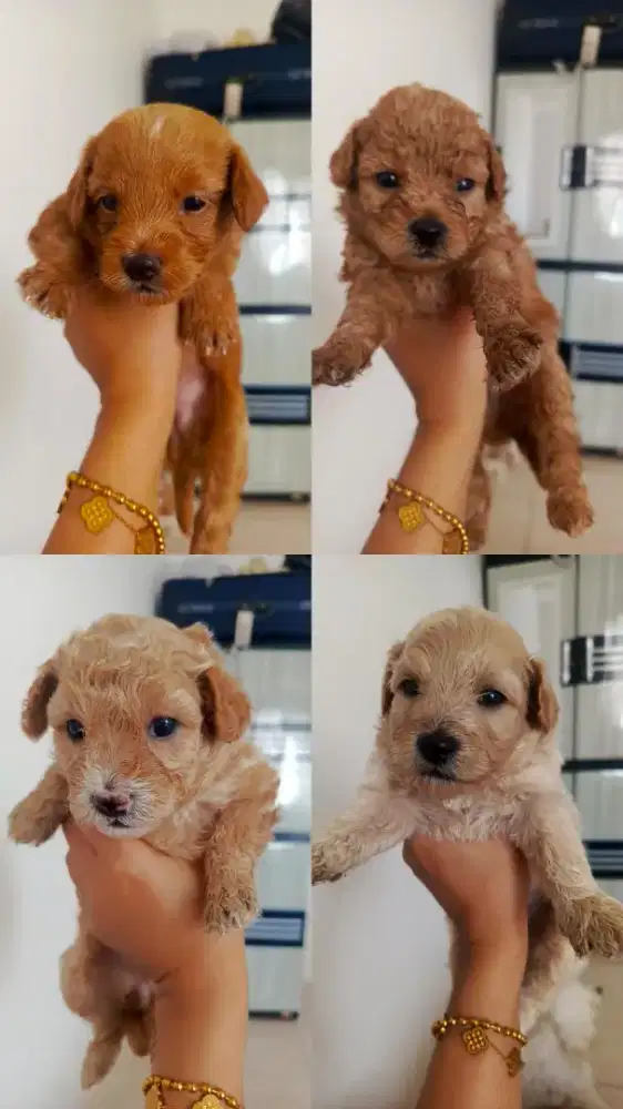 Anjing Poodle mix Maltese Super Sehat dan Lucu