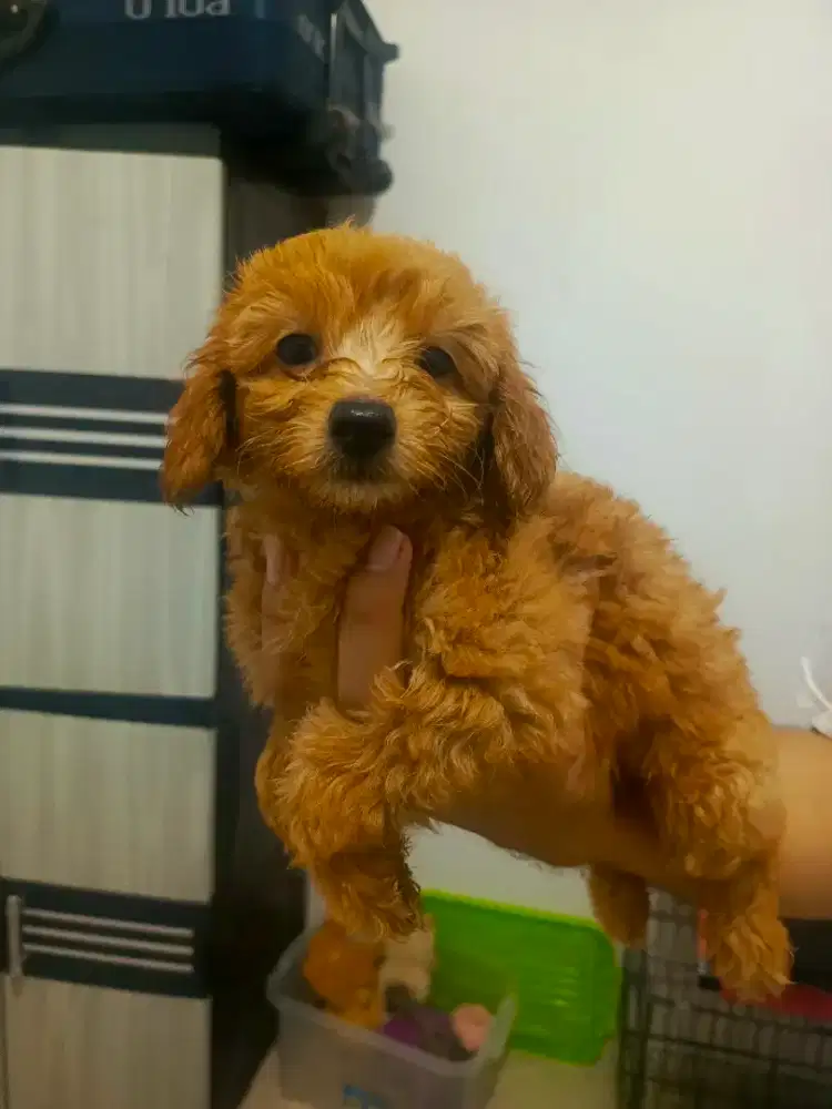 Anjing Poodle mix Maltese Super Sehat dan Lucu