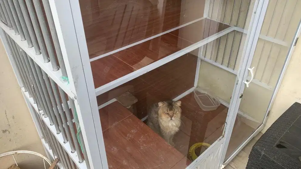 BSH male super jinak super nurut sertifikat wcf