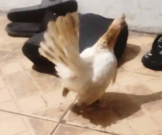 Ayam serama Sepasang