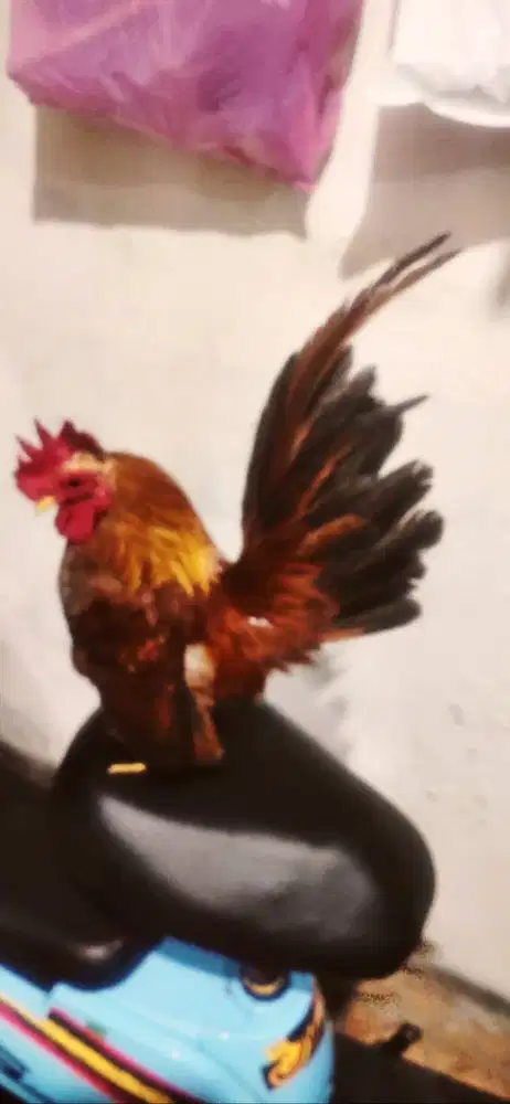 Ayam serama Sepasang