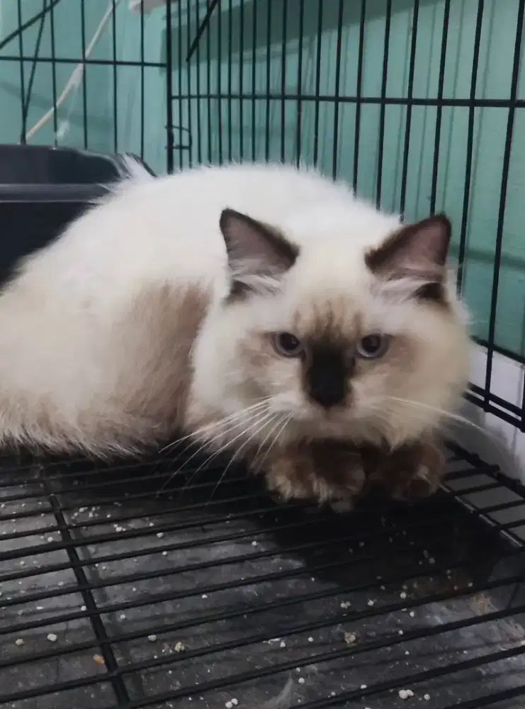 Kucing Himalaya kitten harga net
