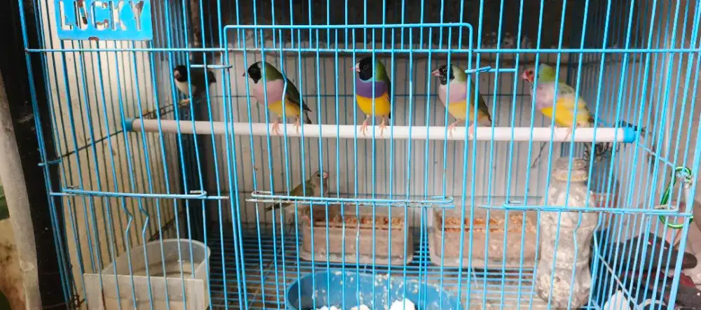 Dijual 3 Pasang Burung Gold Amadine Pelangi
