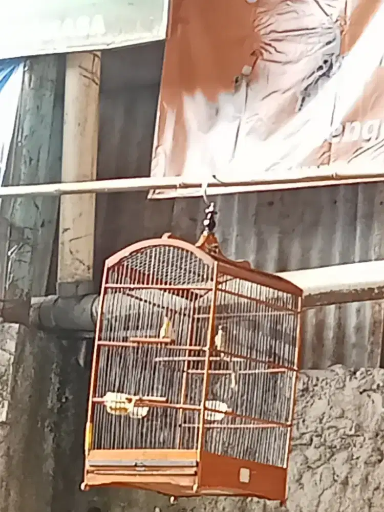 Nyari barteran burung lain atau kenari