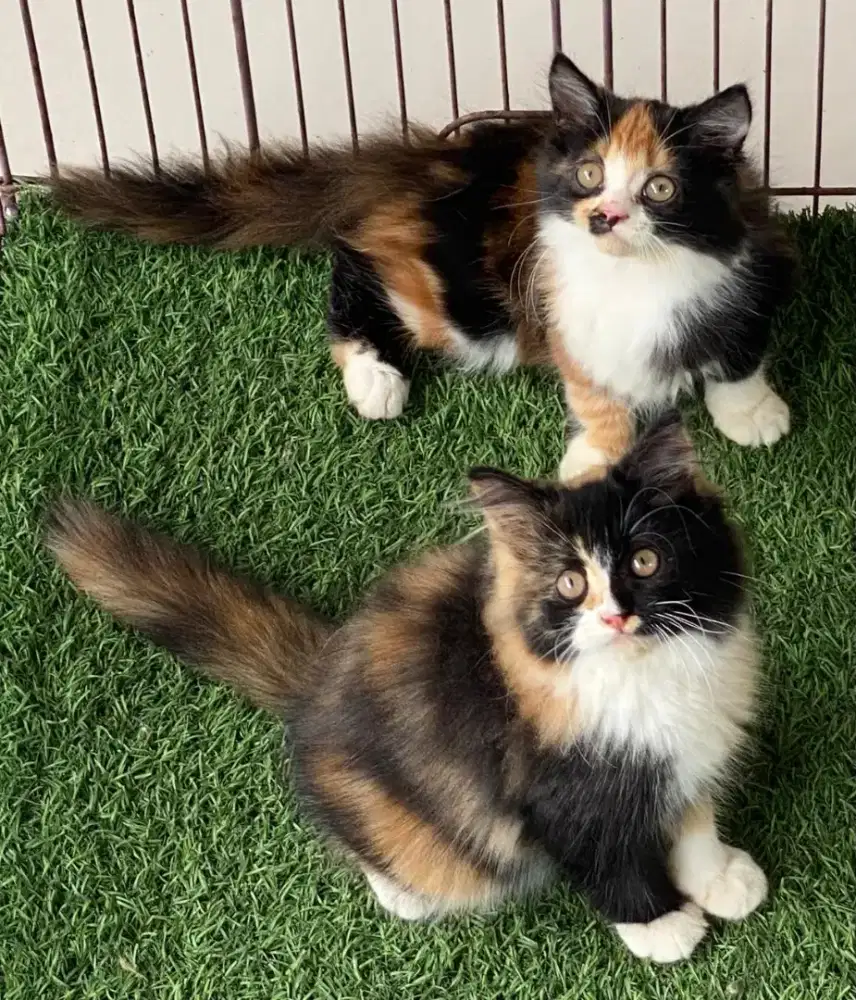 Kucing kitten ras persia longhair calico betina