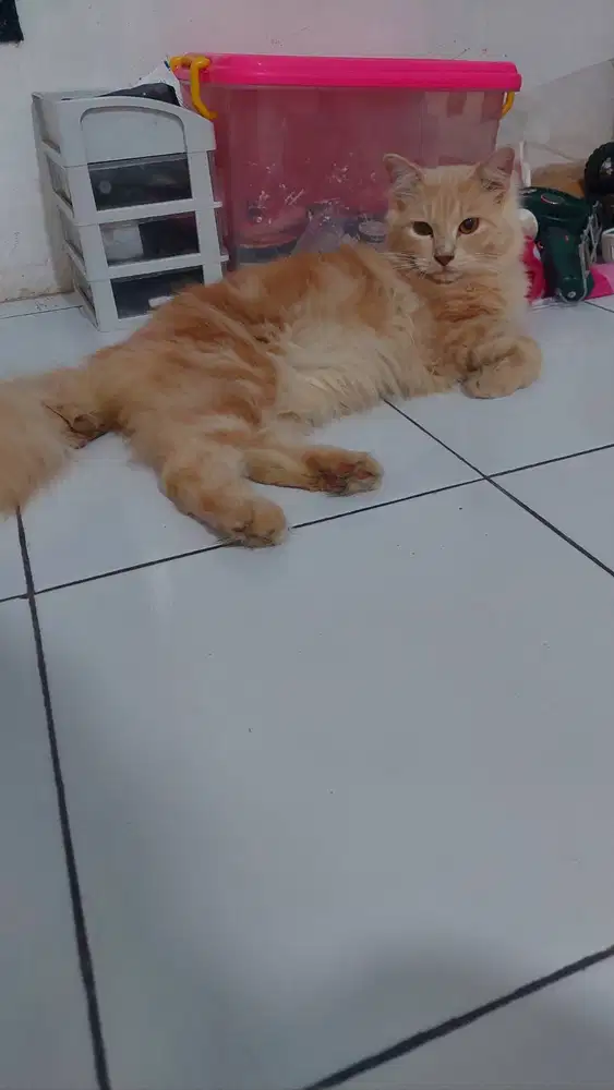 Kucing Persia Oren ombre