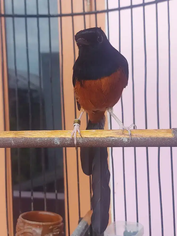 MB prestasi rontok bulu