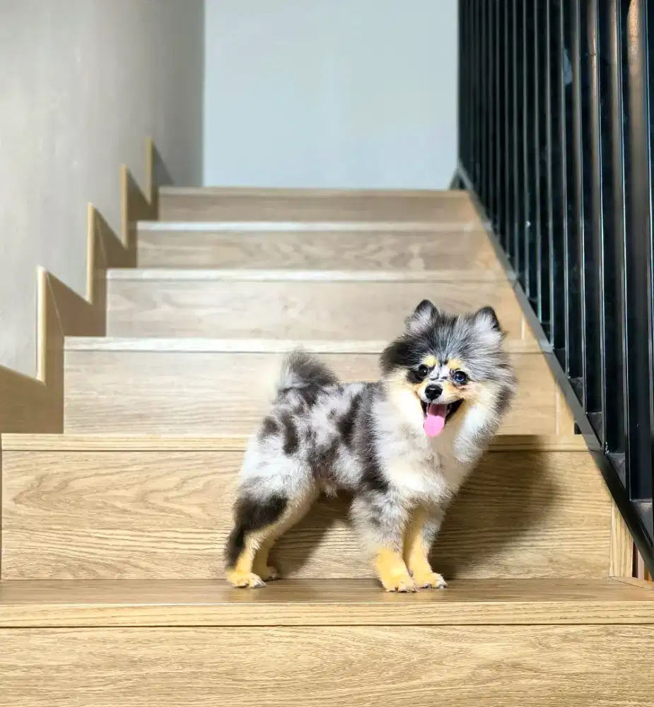 Super Minipom Blue merle Bloodline import