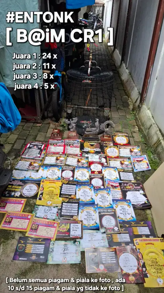 Murai Batu prestasi SEABREK [ 65x ] & Prestasi EVENT MOTORAN [ gacor ]