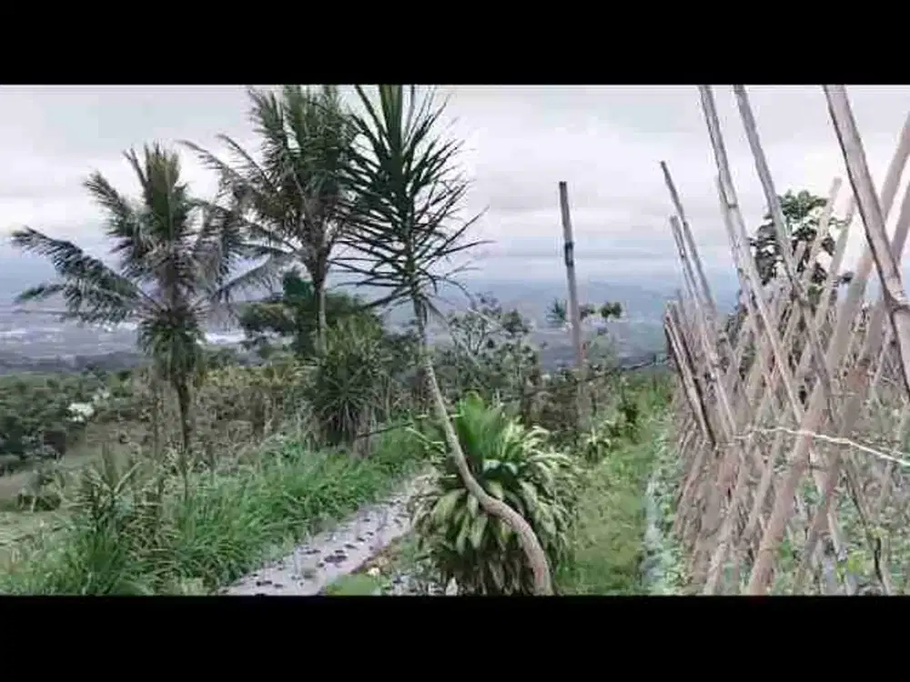 di jual lahan kebun subur tanah milik di Cicurug sukabumi