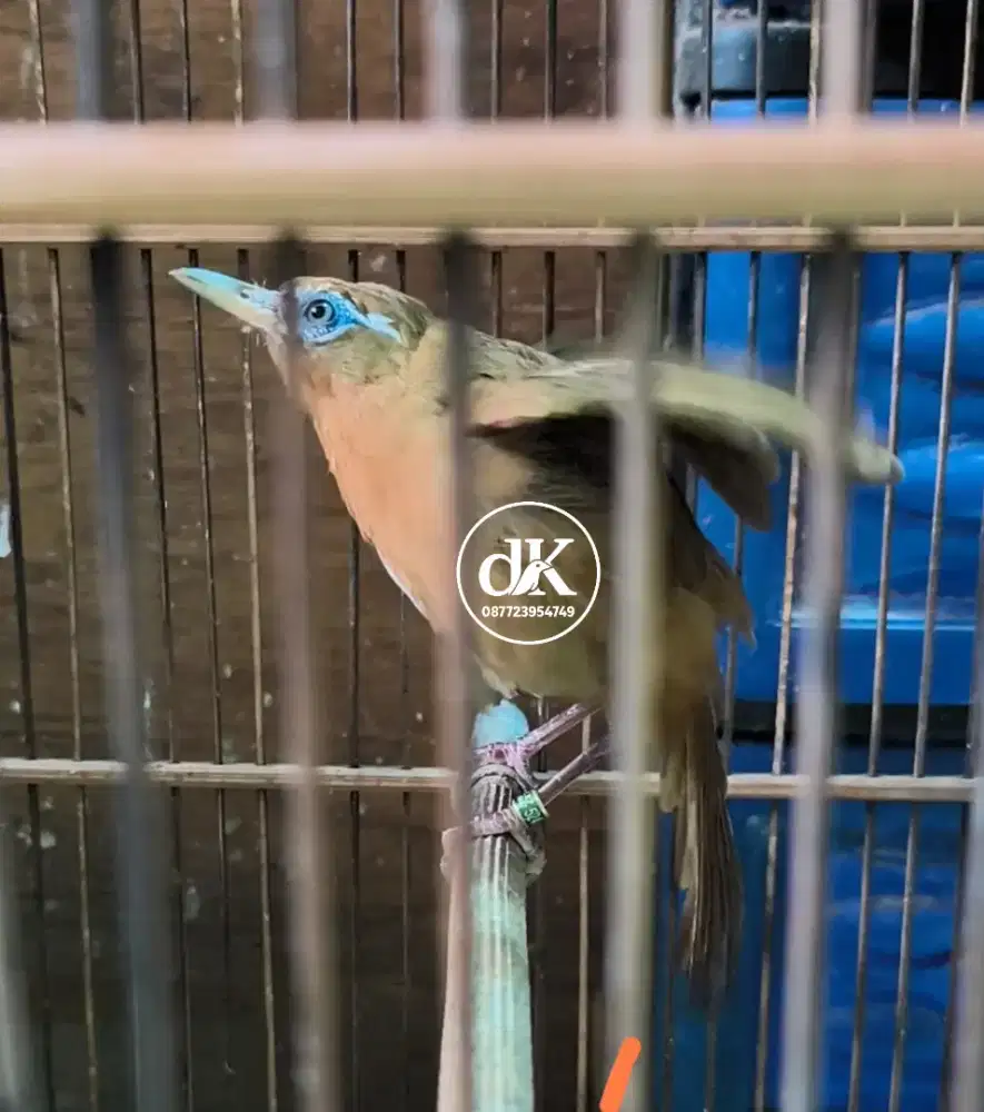 Wambi Betina ternakan